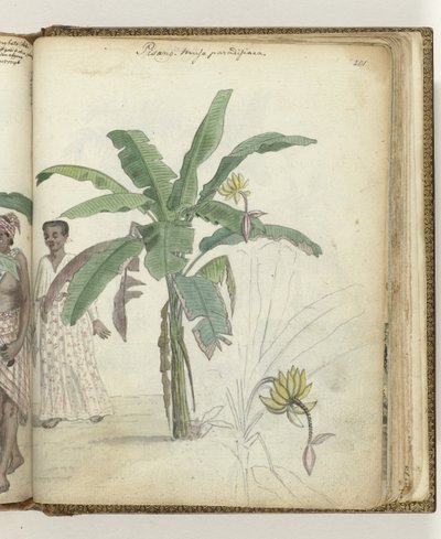 Banana Tree by Jan Brandes
