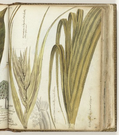 Poedak, East Indian Flower by Jan Brandes