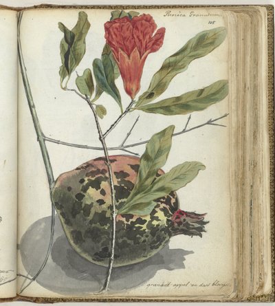 Pomegranate by Jan Brandes