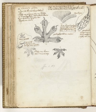 Foot of Tjitjak or House Gecko by Jan Brandes