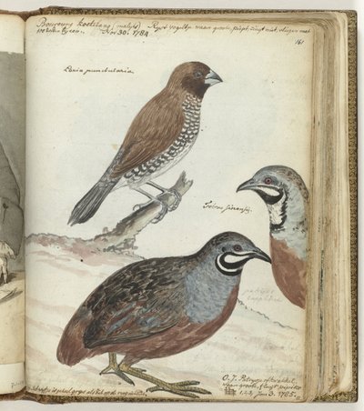 Rice Bird and East Indian Quails by Jan Brandes