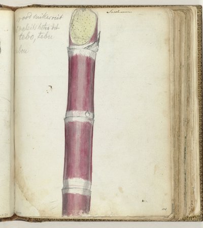 Red Sugarcane by Jan Brandes