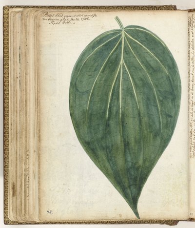 Sirih or Betel Leaf by Jan Brandes
