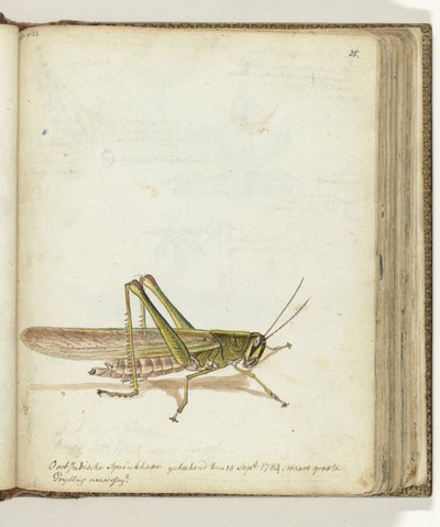 Grasshopper by Jan Brandes