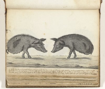 Pigs Without Hind Legs by Jan Brandes