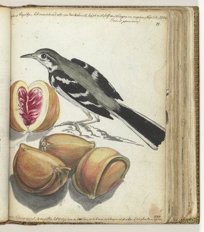 Wagtail with Fruit by Jan Brandes