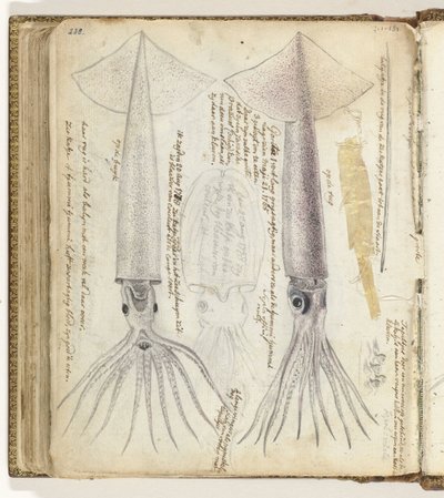 Cuttlefish and Gorita by Jan Brandes