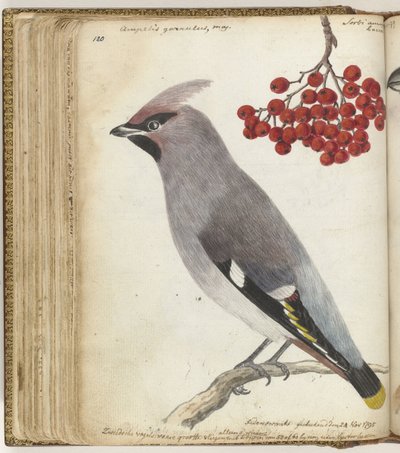 Swedish Bird by Jan Brandes