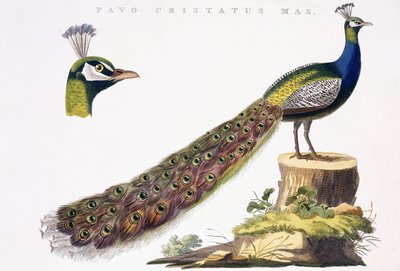 Peafowl by Jan Christiaen Sepp
