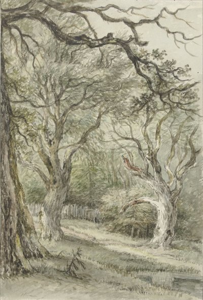 Forest View by Jan Hulswit
