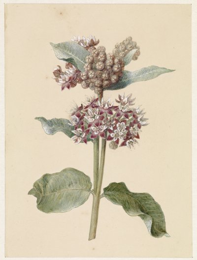 Blooming Asclepias Species by Jan Jacob Goteling Vinnis
