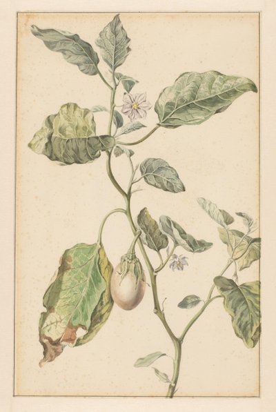 Eggplant Plant by Jan Jansz. van der Vinne