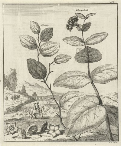 Depiction of Two Persian Plants by Jan Luyken
