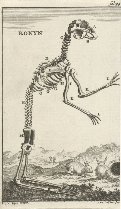 Skeleton of a Rabbit by Jan Luyken