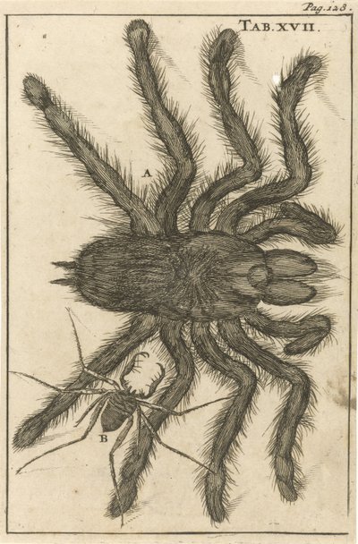 Spinning XVII by Jan Luyken