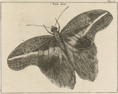 Surinamese Giant Moth XIX by Jan Luyken