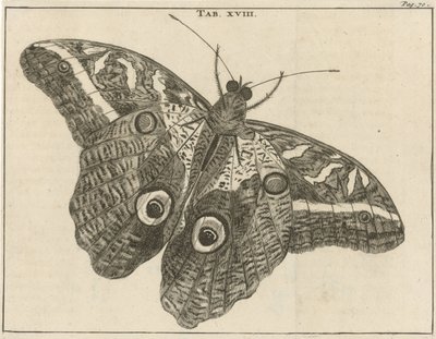 Surinamese Giant Butterfly XVIII by Jan Luyken