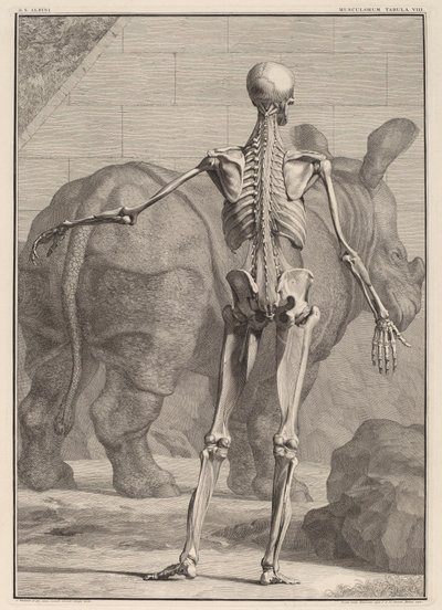 Musculorum Tabula VIII by Jan Wandelaar