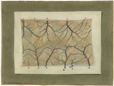 Anatomical Study of the Vascular System by Jan l