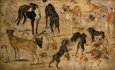 Study of Hounds by Jan the Elder Brueghel