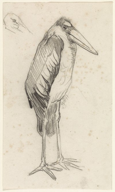 Marabou by Jan van Essen