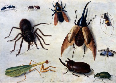 Insects by Jan van the Elder Kessel