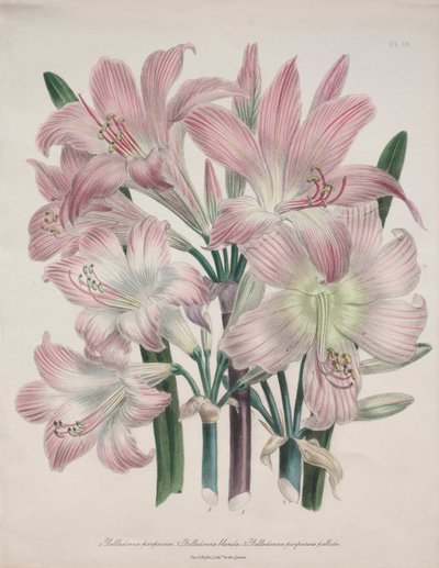Belladonna Lily: Amaryllis belladonna by Jane Loudon