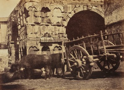 Buffalo Cart, Rome by Jane Martha St. John