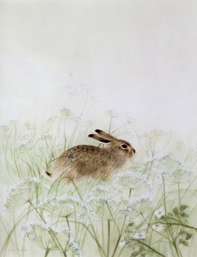 Rabbit by Jane Neville