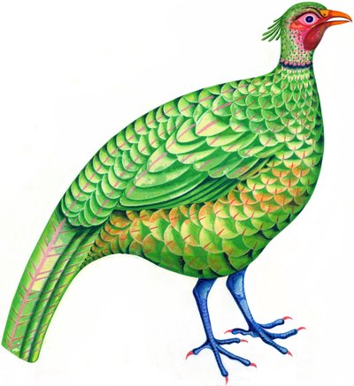 Pheasant by Jane Tattersfield