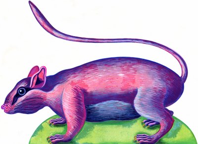 Rat by Jane Tattersfield
