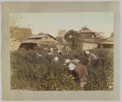 Picking Tea, Japan by Japanese Photographer