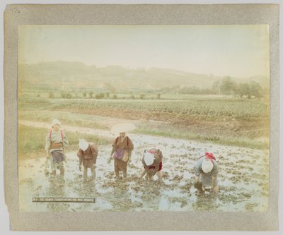 Transplanting rice sprouts, Japan by Japanese Photographer