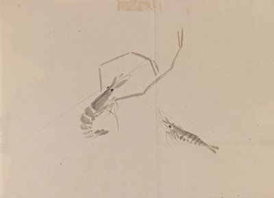 Drawing of two crayfish by Japanese School
