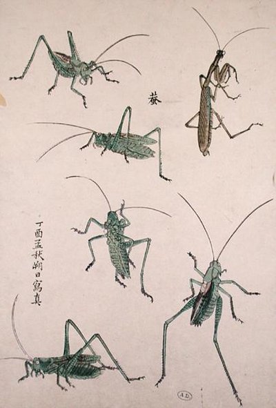 Grasshoppers by Japanese School