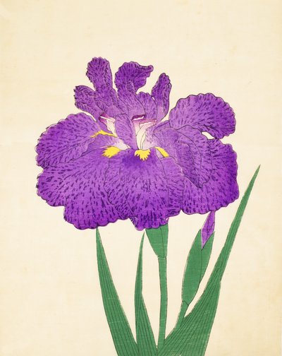 Nyo-Nishiki, no.11, 1898 by Japanese School
