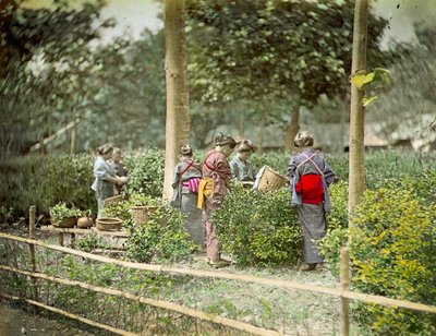 Picking Tea by Japanese School