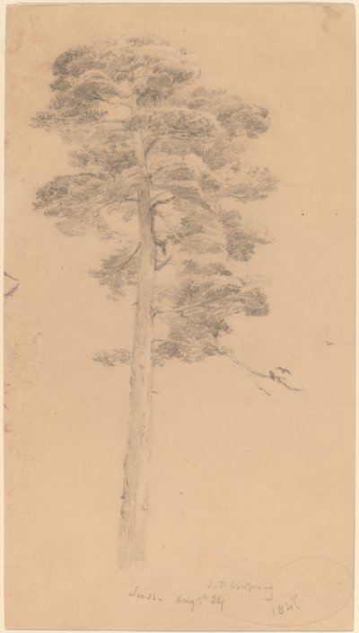 Pine Tree by Jasper Francis Cropsey