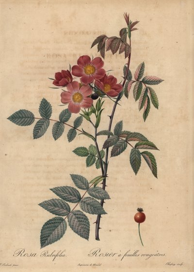 Redleaf rose, Rosa glauca by Jean Baptiste Chapuy
