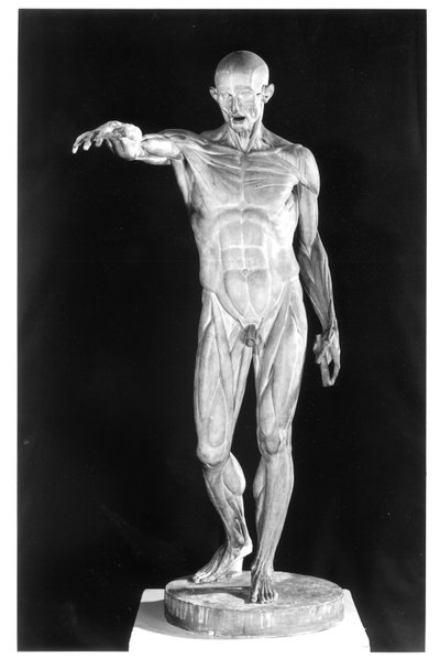 Flayed Body by Jean Antoine Houdon