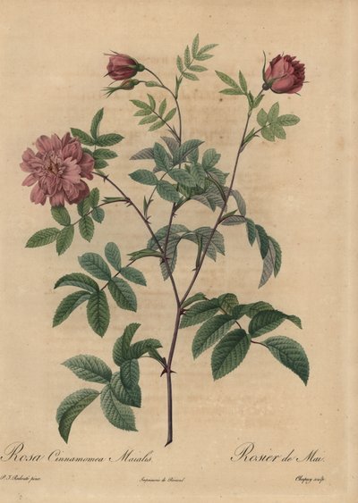 Pink Cinnamon Rose, Rosa Majalis by Jean Baptiste Chapuy