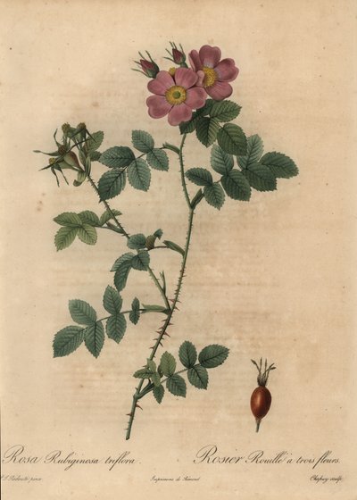 Pink Sweetbriar Rose, Rosa Rubiginosa by Jean Baptiste Chapuy