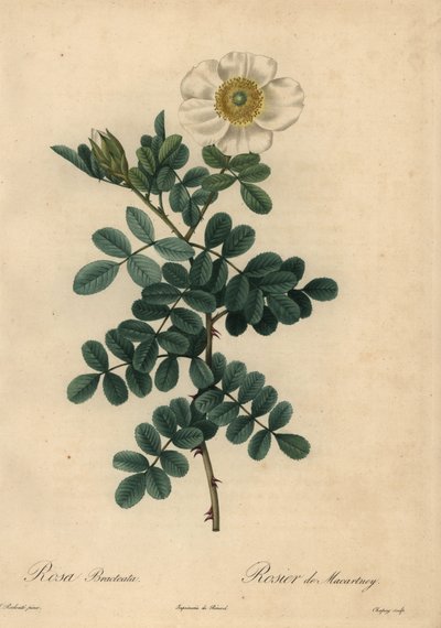 White chicksaw rose, Rosa bracteata by Jean Baptiste Chapuy