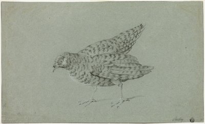 Partridge by Jean Baptiste Oudry