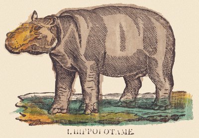 The Hippopotamus by Jean Baptiste Thiebault