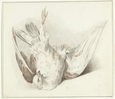 Dead Dove by Jean Bernard