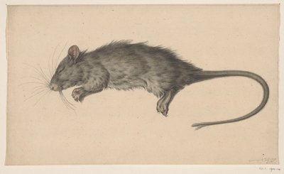 Dead Rat by Jean Bernard