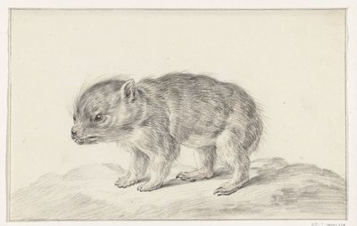 Young Bear (?) by Jean Bernard