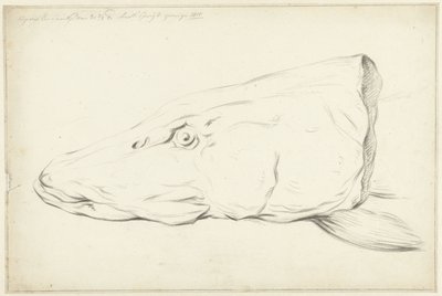 Head of a Pike by Jean Bernard