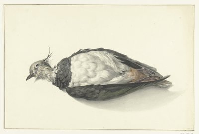Dead Lapwing Lying Down by Jean Bernard